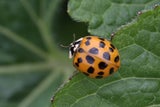Der Harmonia axyridis ist eine invasive Art.