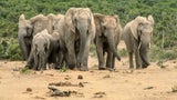 Von Tansania bis Ruanda: Die beste Reisezeit für die Afrika-Safari