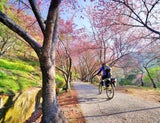 Nicht nur in Japan: Die schönsten Spots für die Kirschblüte weltweit