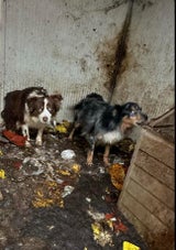 Gesuchte Tierquälerin Brigitta M.