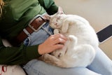 katze