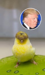 vogeltrump