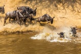 Von Tansania bis Ruanda: Die beste Reisezeit für die Afrika-Safari