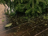 Mit diesen Profi-Tipps verhindern Sie, dass Ihr Weihnachtsbaum nadelt