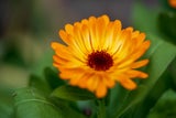 Ringelblume