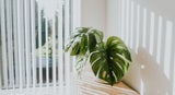 Warum geschlossene Fenster bei Hitze keine gute Idee sind