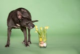 American Staffordshire Terrier Mawish verbringt bereits sein viertes Ostern im Tierschutzhaus Vösendorf.