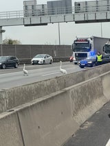 Schwäne auf S1 Polizei-Einsatz