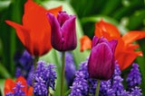Traumhafte Tulpen: Expertin verrät die besten Tipps für den Garten