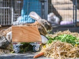 Das Kanninchen "Hot Wheels"