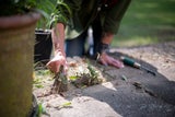 Unkraut adé: So werden Terrasse und Balkon wieder blitzblank