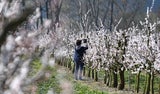 100.000 Wachauer Marillenbäume blühen auf