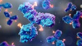 Vonwegen äußere Schönheit: Starkes Immunsystem macht viel attraktiver laut Studie