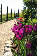 Traumhafte Tulpen: Expertin verrät die besten Tipps für den Garten