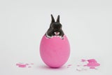 Alles ein PR-Gag? Das hat Ostern mit bunten Eiern & Hasen zu tun