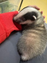 Das Dachsbaby wird rund um die Uhr betreut.
