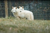 Romuluis und Remus im Alter von fünf Monaten.&nbsp;&nbsp;