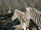 Tiergarten Schönbrunn