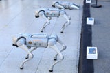 roboterhunde
