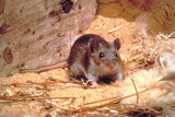 Die Hirschmaus