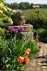 Traumhafte Tulpen: Expertin verrät die besten Tipps für den Garten
