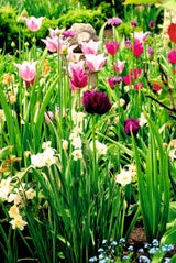 Traumhafte Tulpen: Expertin verrät die besten Tipps für den Garten