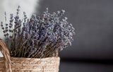 Im Frühling kommen die Insekten: So halten Sie sie aus der Wohnung fern