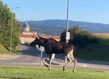 elch emil in melk