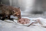 Verlassene Fuchsbabys im Wienerwald entdeckt