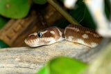 RAUSCHUPPENPYTHONS
