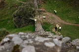 robin hood baum