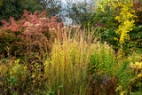 Im Herbst: So verwandeln Sie Ihren Garten in ein blühendes Paradies