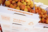 Perfektes Erntejahr für die Wachauer Marillenbauern