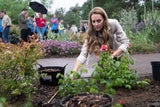 Prinzessin Kate pflanzt Rosen