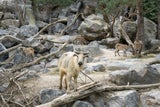 Der Tiergarten Schönbrunn freut sich über die außergewöhnlichen Neuzugänge.