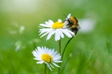 Warnsignal im Garten: Was Gänseblümchen über den Rasen verraten