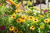 So bereiten Sie Ihren Garten auf die extreme Sommerhitze vor