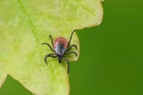 Zeckenstich erkannt – was jetzt? Auf diese Symptome müssen Sie achten