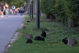 Kaninchen