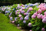 DIESE Pflanzen gehören in einen schönen Garten
