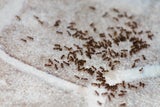 Ohne Chemie: Mit diesen Hausmitteln vertreiben Sie Ameisen aus der Wohnung