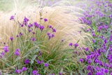 Im Herbst: So verwandeln Sie Ihren Garten in ein blühendes Paradies