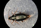 Wasserkraft als Teil der Lösung für Umwelt und Ökologie