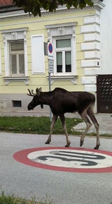Elch Emil