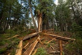 Unsichtbare Zerstörung: Blitzsterblichkeit verändert unsere Wälder weltweit.&nbsp;