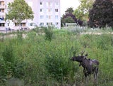 Elch Emil in St. Pölten