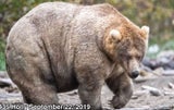Dickster Bär