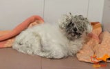 TierQuarTier Hund Winnie