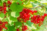 Schlankmacher: Diese Sommerfrüchte lassen die Kilos purzeln