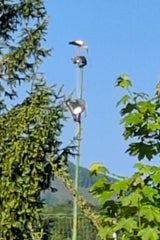 Weißstorch bringt Flutlicht in Altenmarkt zum Erlöschen